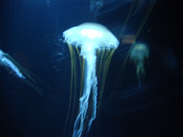 小さな水族館で食べるクラゲソフト 加茂水族館内クラゲレストラン By Hira Hira 沖海月 オキミヅキ 旧店名 クラゲレストラン 羽前大山 定食 食堂 食べログ
