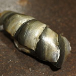 寿しの吉乃 - 2016.08　新子