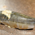 寿しの吉乃 - 2016.08　鰯
      