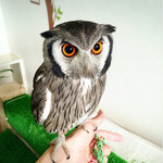 ふくろうcafe福井 - こまちちゃん