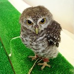 ふくろうcafe福井 - 凛々しいこきんちゃん