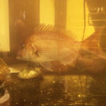 居酒屋 おいちょ - 生簀に鯛