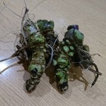 山の仙人 淳  - 天然の山葵（わさび）