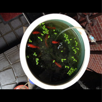 かえりやま - 