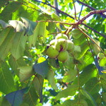 シャンディ ニヴァース カフェ - 胡桃の木