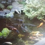 割烹 花月 - 池には食べない方の鯉