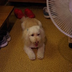 舟勝 - オアズケしてますワン