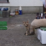 舟勝 - イラッシャイマセだニャ～