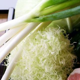 朝採り新鮮キャベツ