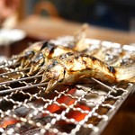 松川 - 針畑川　鮎