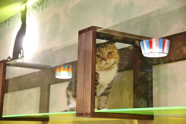 猫カフェととの森 船橋日大前 カフェ 食べログ