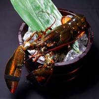 カナダ産活オマール海老 １尾