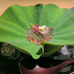 富小路 やま岸 - 2】蓮の葉にジュンサイ みょうが。下のグラスに