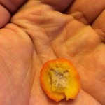 つる幸 - 断面。