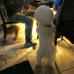 Mr.FARMER - トイプーちゃん怖がってますよ