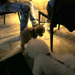 Mr.FARMER - 恐る恐る・・こんばんは