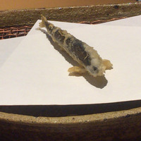 みかわ 是山居 - 