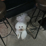 リベロ - 日が暮れてまいりました・・