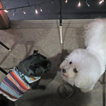 リベロ - 黒パグのクララちゃん