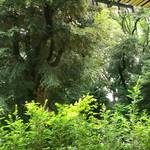 廚 菓子 くろぎ - 