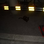 ANDRE - 【暗闇に黒猫】店のある路地裏は黒猫のたまり場＾＾）