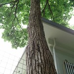 ULTRA BLUE - フクギ並木の一角です。