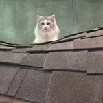 Cat Cafe てまりのおうち - 