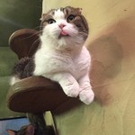 Cat Cafe てまりのおうち - 