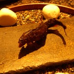 龍吟 - 泳がし鮎