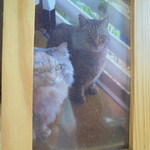 憩い処 やなせ - ありし日の猫ちゃんたち