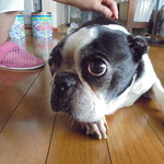 看板犬の「とんとん君」