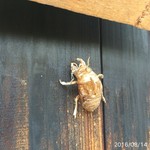 手打ち蕎麦とフレンチの やな木 - 