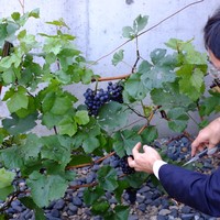 ル マルタン ペシュール - H28.8月　ロマネ・コンティのクローンのピノ・ノワール