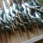 揖斐川丘苑 - まだ生きており
      ぴちぴちと跳ねています