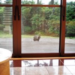 料亭旅館　いちい亭 - 狸がっ！