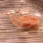 てんぷらと和食 山の上 - 才巻脚