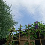 すし善 - 朝顔も  きれいに  咲かせて  お庭の手入れ行き届いてます