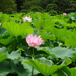 三溪園茶寮 - 早朝はもっときれいなんでしょうけど、これは１１時の蓮の花。