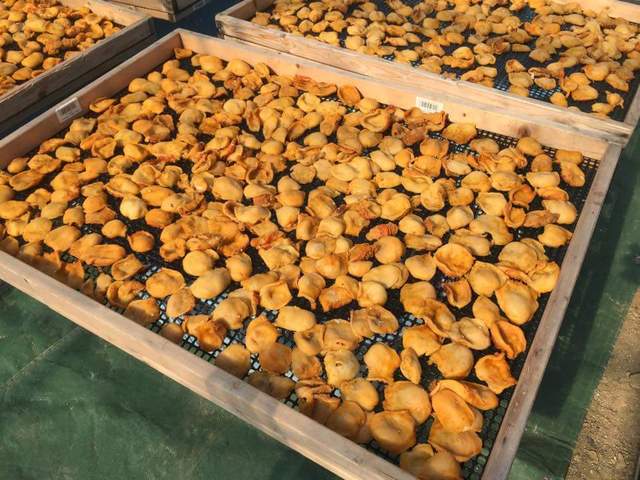 三陸 海の匠 磯香（サンリク ウミノタクミ イソカ） - 小友（その他）の写真