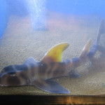 鮨でですけ - 我が輩はネコザメである。名前は未だない・・