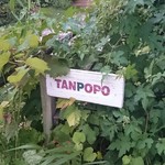 タンポポ - 