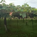 そば屋しみず - 