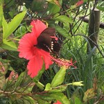 Kafe Kokuu - 庭のハイビスカスに、蝶が蜜を吸いに来ていました！！