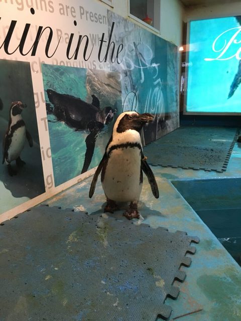 東京動物園 ＜ペンギンのいるBAR 池袋＞ | puzzle inc.
