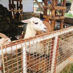 スエトシ牧場 - 