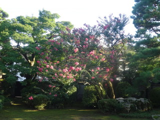 Thifani - 夏～秋にかけて、庭園のさるすべりが見頃を迎えます