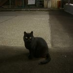 松里 - 無事富山駅に着いたら迎えてくれたのが富山駅住人のクロ。