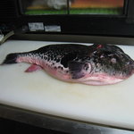 あぷちゃ - 毎年恒例、１月　天然とらふぐてっちりこれは、１５キロくらいありました。