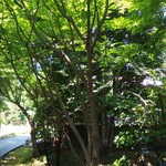 わらしべ - 庭１