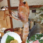 俺の魚を食ってみろ!! - 大きな海老